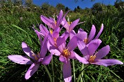 27 Colchico d'autunno (Colchicum autumnale) 